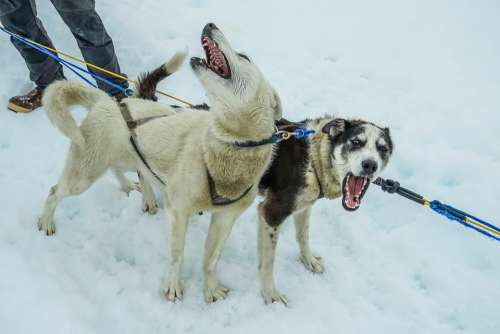 Sled Dogs Alaska Dog Sled Sled Dog Sledding Snow