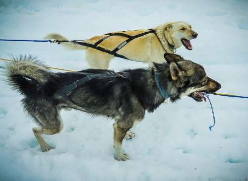 Sled Dogs Alaska Dog Sled Sled Sledding Snow Dogs