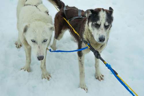 Sled Dogs Alaska Dog Sled Sled Dogs Sledding Snow