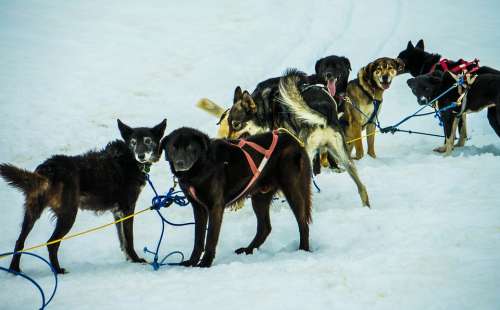 Sled Dogs Alaska Dog Sled Sled Dogs Sledding Snow