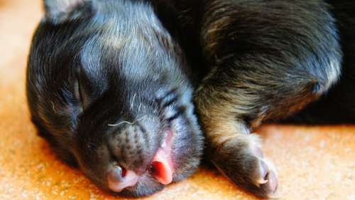 Sleeping Puppy Puppy Sleep Dog Animal Pet Cute