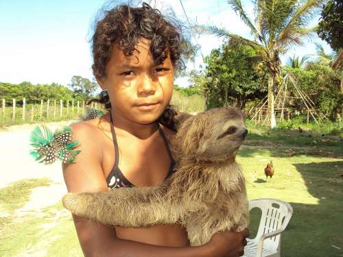 Sloth Laziness India Girl Brazil Bahia
