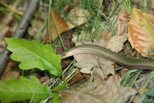 Slow Worm Snake Animal Oak