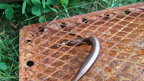 Slow Worm Lizard Grid Rust Animal Reptile