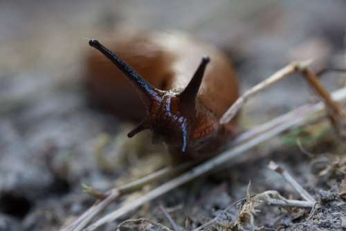 Slug Snail Nature Animals Probe