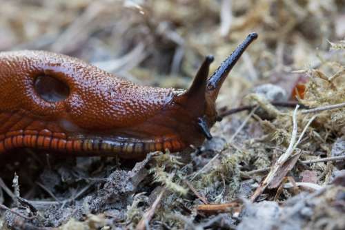 Slug Snail Reptile Animal Probe Red Brown Slimy