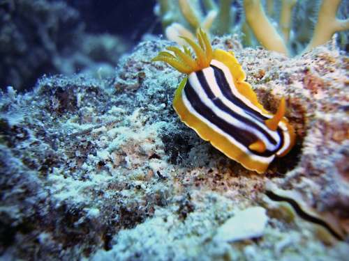 Slug Snail Diving Underwater Water Sea