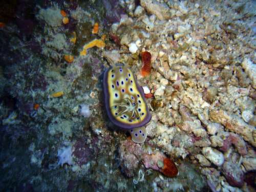 Slug Diving Snail Underwater Snail Underwater