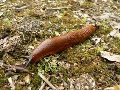 Slug Red Slugs Snails Animals Fauna