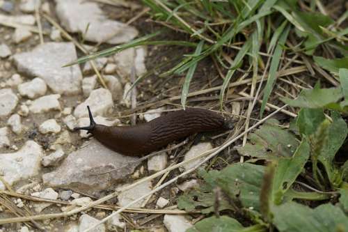Slug Snail Crawl Away Slowly Mollusk Brown