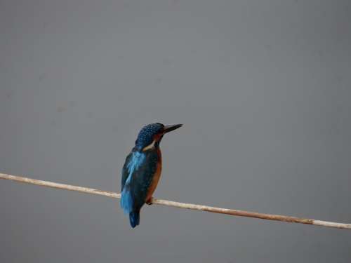 Small Blue Kingfisher Dharwad Sadhankeri Kingfisher