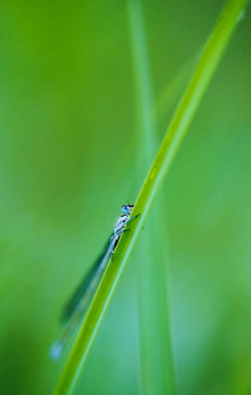 Small Dragonfly Grass Insect Dragonfly Eyes Nature
