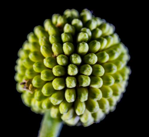 Small Flower Flower Wild Flower Green