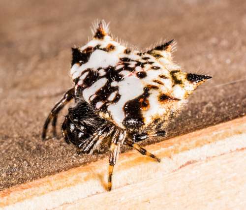 Small Spider Arachnid Close Up Hairy Alie
