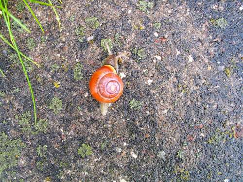 Snail Animal Garden Nature