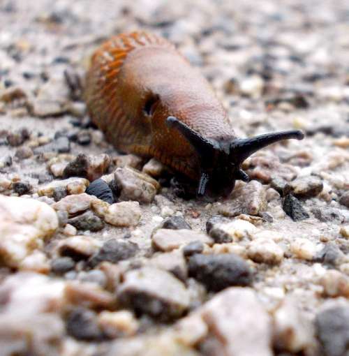 Snail Animals Nature Mollusk