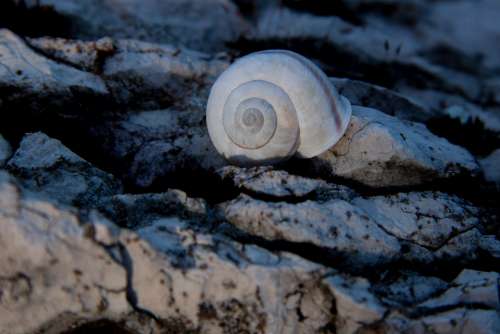 Snail Shell Rock Marble Weathered Stone
