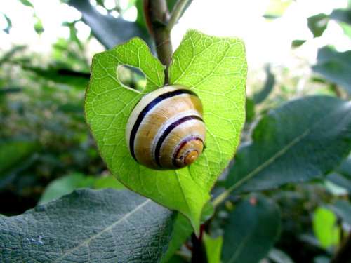 Snail Molluscs Shell Animals Heart