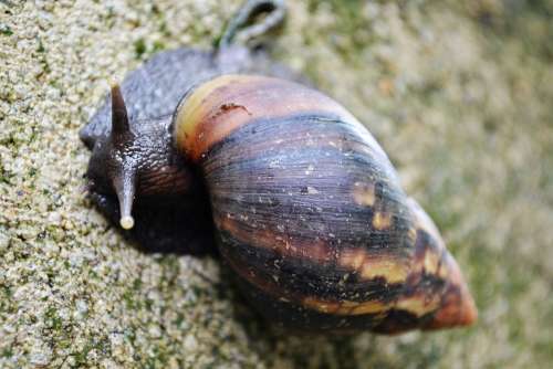 Snail Shell Life Slug Slow Moving Nature