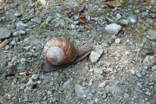 Snail Shell Animal Nature