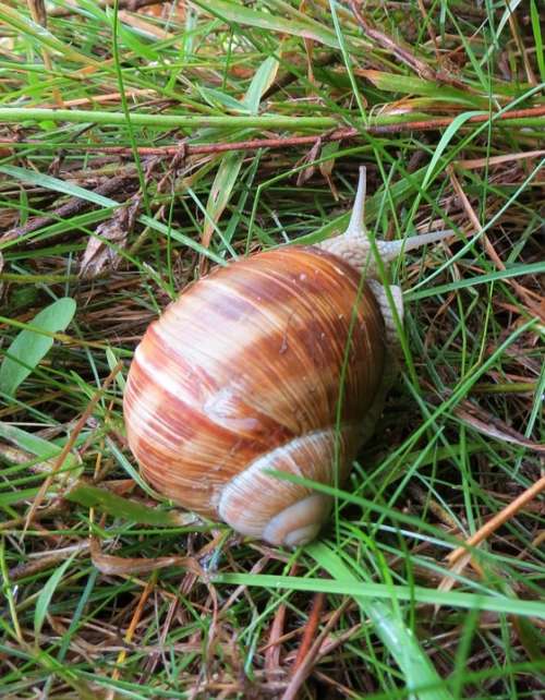 Snail Summer Lawn Grass Europe North France