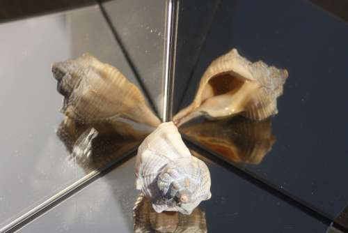 Snail Shell Sea Gespieglt