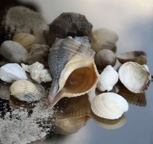 Snail Casing Maritime Sand Beach Timeless