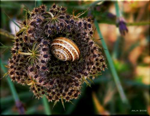 Snail Shell Close Up Snail Shell Animals Mollusk