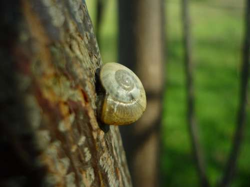 Snail Support Trunk Molluscum Shell Spiral
