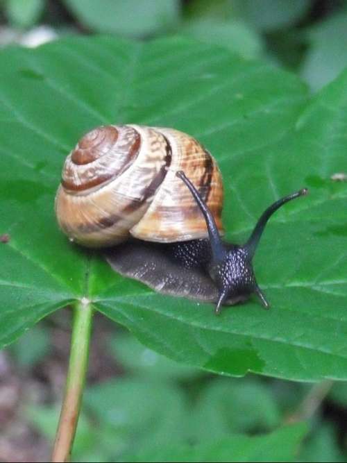 Snail Shell Mollusk Leaf Green