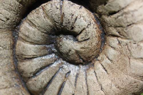 Snail Sound Art Fossil Petrified Spiral Stone