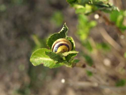 Snail Shell Mollusk Branch
