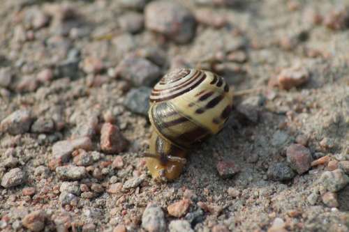 Snail Shell Nature Animals Land Snail Mollusk
