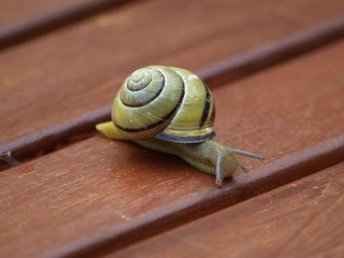 Snail Shell Slowly Mollusk