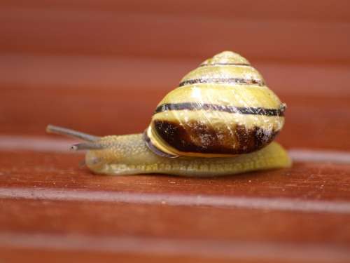 Snail Shell Mollusk Slowly
