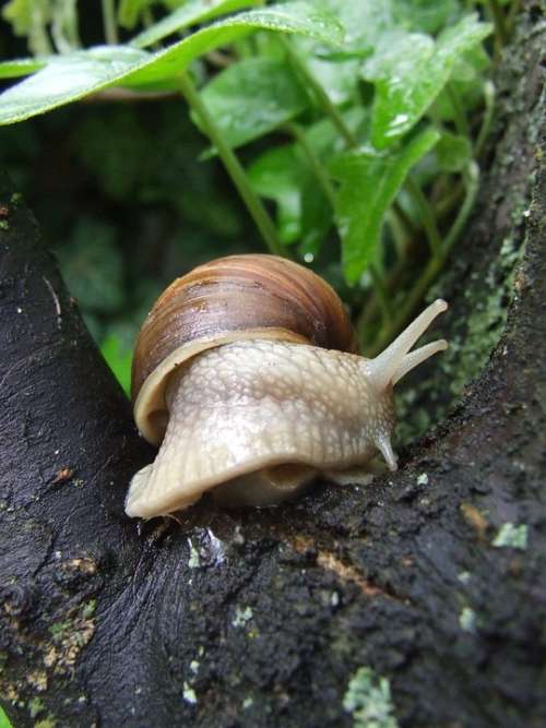 Snail Nature Forest All Of A Sudden Bend