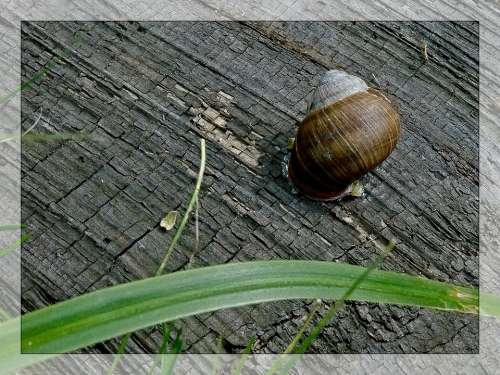 Snail Conch Macro Grass Nature Board Sheet