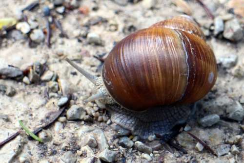 Snail Shell Bearing Housing Snail Shell Pattern