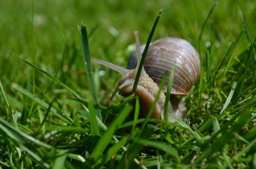 Snail Mollusk Shell