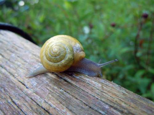 Snail Close Up Macro