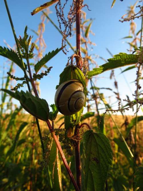 Snail Animal Plant Nature