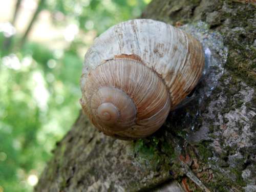 Snail Shell Escargots Mollusk Slowly Helix Pomatia