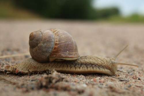 Snail Animal Molluscum Shell Antennas Baby Bibs