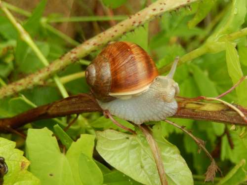 Snail Nature Field