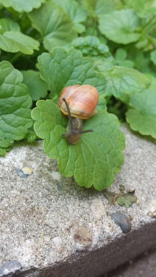 Snail Animal Leaves Nature Sun Summer