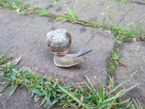 Snail Animal Shell Watch Nature Swirl Macro