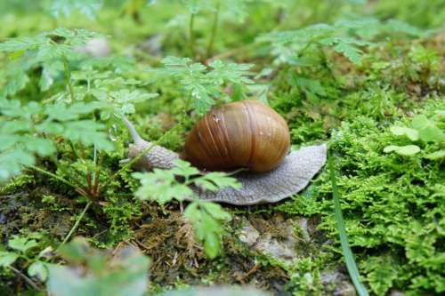 Snail Animal Shell Green Nature Crawl Slowly