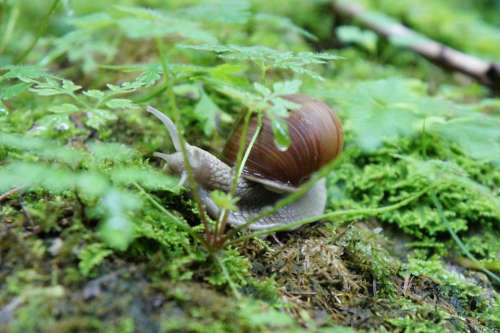 Snail Animal Shell Green Nature Crawl Slowly