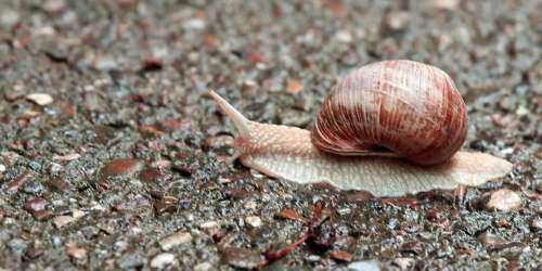 Snail Nature Macro Slowly Shell Stones Molluscs