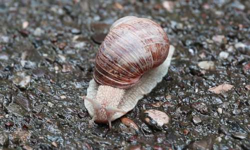 Snail Nature Macro Slowly Shell Stones Molluscs